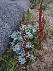 Eryngium maritimum