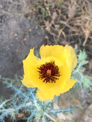 Argemone aenea