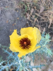 Argemone aenea