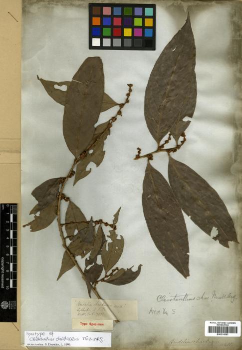 Cleistanthus oblongifolius (Cleistanthus oblongifolius)