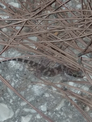 Hemidactylus turcicus