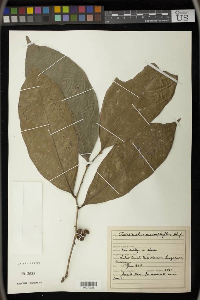 Cleistanthus macrophyllus