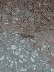 Hemidactylus turcicus
