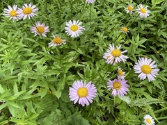 Erigeron aliceae