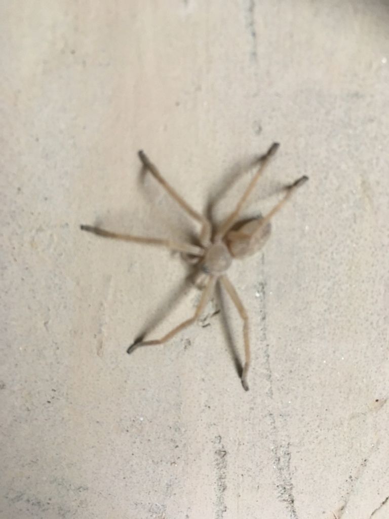 Eusparassus potanini