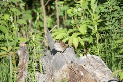 Zonotrichia albicollis