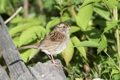 Zonotrichia albicollis