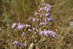 Limonium tomentellum