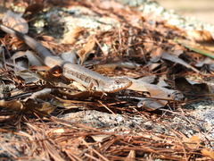 Elgaria paucicarinata