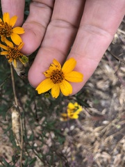 Tagetes lemmonii