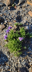 Polemonium elegans