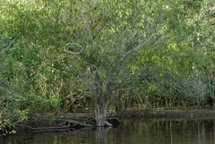 Zebrilus undulatus
