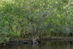 Zebrilus undulatus