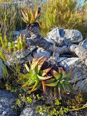 Aloe succotrina