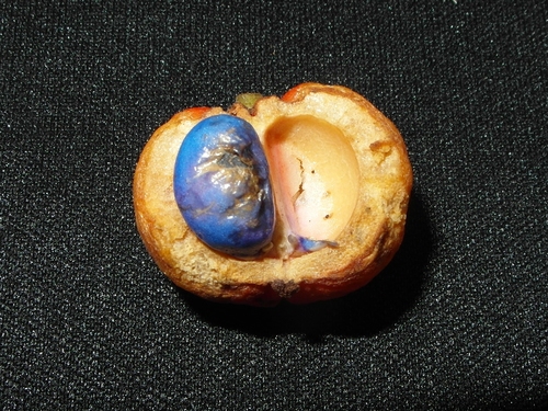 Menteng (Baccaurea racemosa)