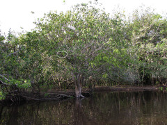 Zebrilus undulatus