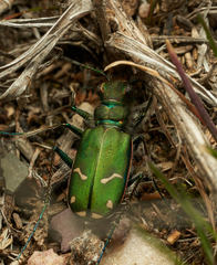Cicindela purpurea