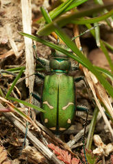 Cicindela purpurea