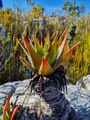 Aloe succotrina