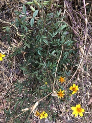 Tagetes lemmonii
