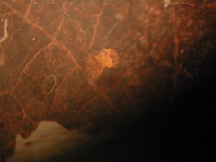 Trichia botrytis