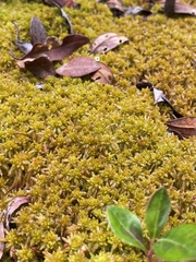 Sphagnum tenellum