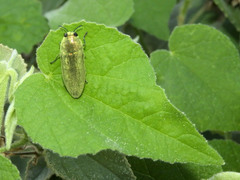 Agaeocera