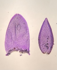 Sphagnum tenellum