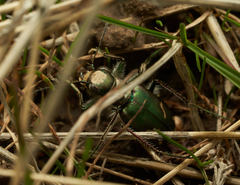 Cicindela purpurea