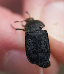 Thanatophilus lapponicus