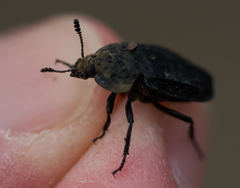 Thanatophilus lapponicus