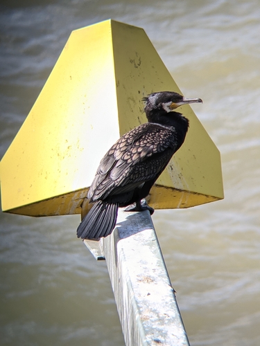 Cormorán grande (Phalacrocorax carbo)