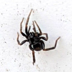 Allocosa funerea