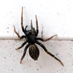 Allocosa funerea