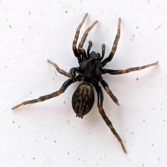Allocosa funerea