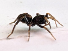 Allocosa funerea