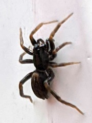 Allocosa funerea