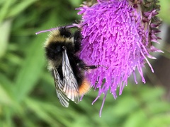 Bombus wurflenii