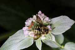 Paranthidium jugatorium