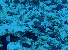 Pycnochromis pacifica