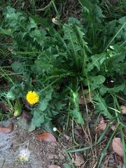 Taraxacum officinale