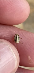 Pachybrachis dubiosus