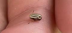 Pachybrachis dubiosus