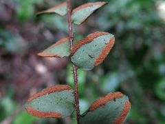 Pellaea rotundifolia
