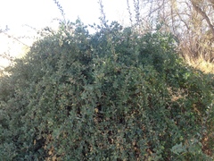 Stegnosperma halimifolium