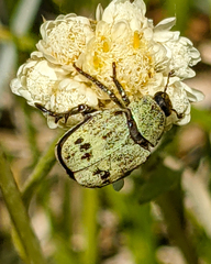 Hoplia dispar