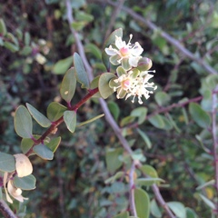 Stegnosperma halimifolium