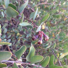 Stegnosperma halimifolium