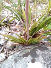 Aloe compressa image