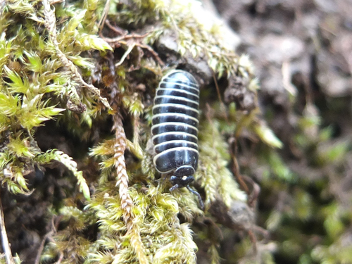 Glomeris marginata